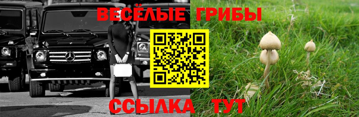 Псилоцибиновые грибы Psilocybine cubensis  Псилоцибиновые грибы прущие грибы  Звенигород  Вход с VPN 